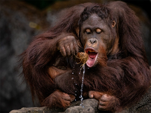 Ini Pemenang Ajang International Animal Photo and Video Competition 2023