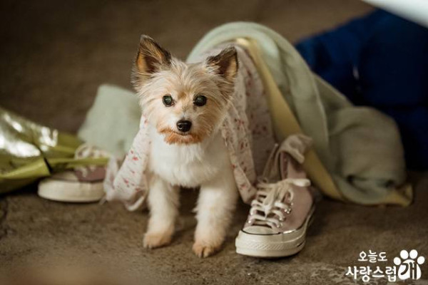 Hal yang Disukai dan Dibenci dari Drakor A Good Day to Be a Dog