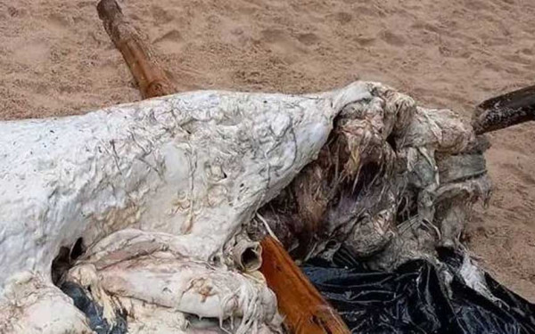 Makhluk Aneh Mirip Putri Duyung Terdampar Membusuk, Bagian Kepala Sudah Hilang