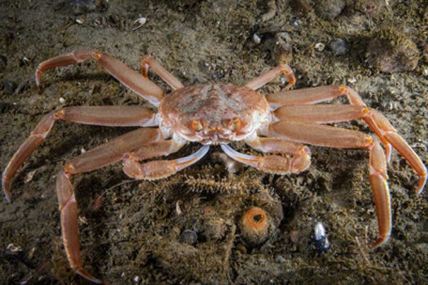 Gelombang Panas Laut Ekstrem Musnahkan 10 Miliar Kepiting Salju di Alaska
