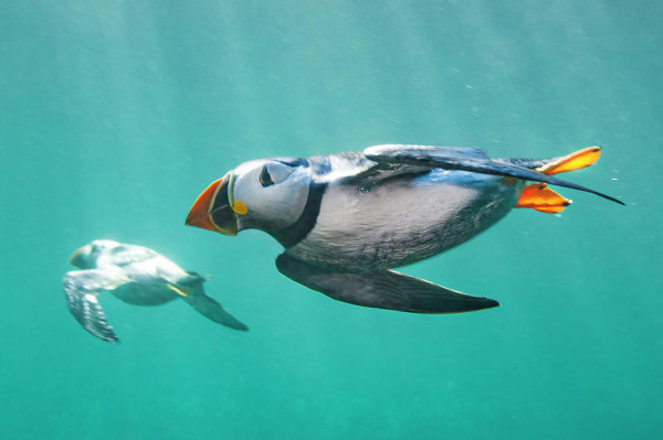 5 Fakta Puffin, Beo Laut Setia yang Bisa Menyelam hingga 76 Meter di Laut