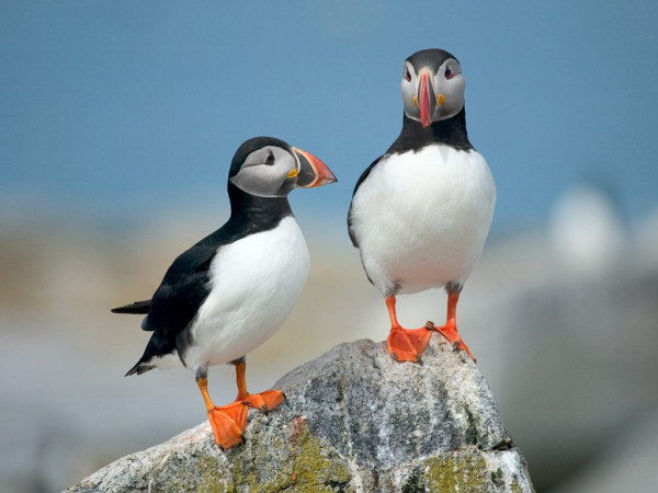 5 Fakta Puffin, Beo Laut Setia yang Bisa Menyelam hingga 76 Meter di Laut
