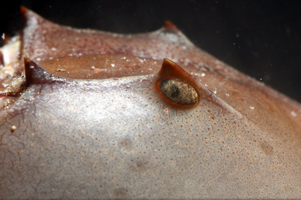 5 Fakta Horseshoe Crab, Kepiting Purba dengan Darah Biru