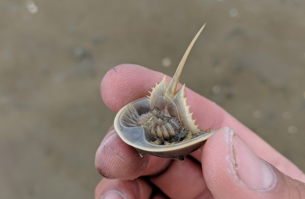 5 Fakta Horseshoe Crab, Kepiting Purba dengan Darah Biru