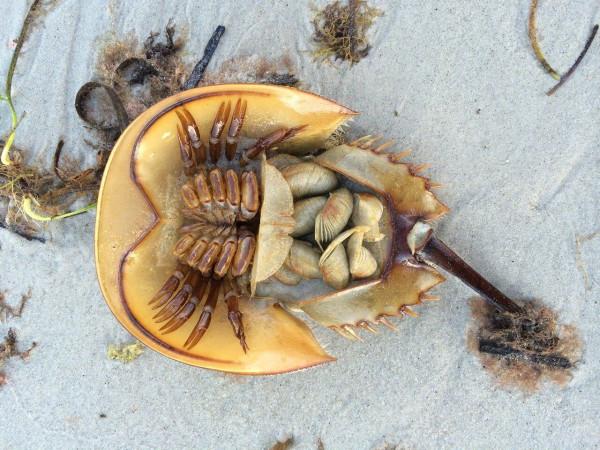 5 Fakta Horseshoe Crab, Kepiting Purba dengan Darah Biru