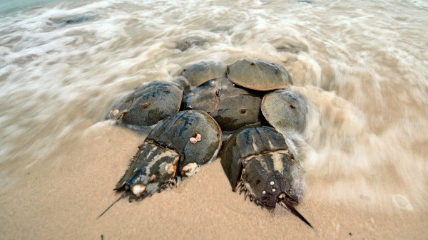 5 Fakta Horseshoe Crab, Kepiting Purba dengan Darah Biru