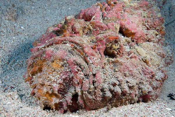 5 Hewan Laut Paling Berbisa dan Berbahaya Bagi Manusia
