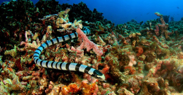 5 Hewan Laut Paling Berbisa dan Berbahaya Bagi Manusia