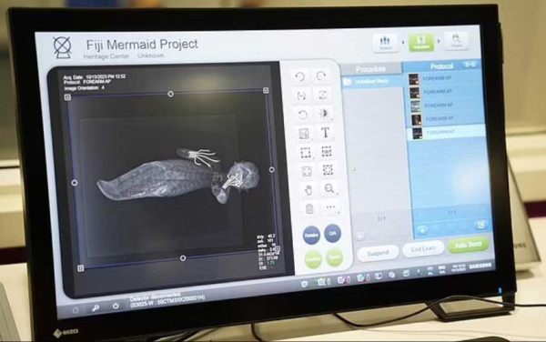 Misteri Putri Duyung Fiji Terungkap, Perpaduan Aneh yang Bikin Ilmuwan Heran