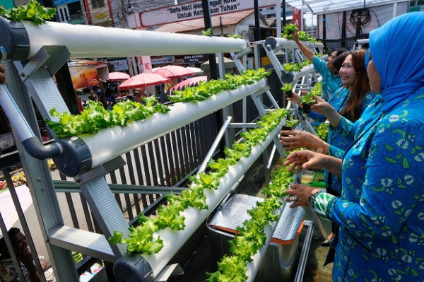 Kisah BRInita di Jayapura, Urban Farming Jadi Gaya Baru Bertani di Lahan Sempit
