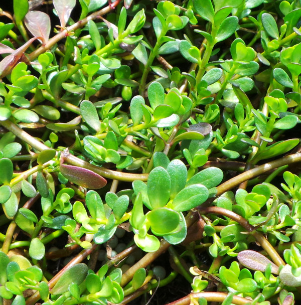 8 Herbal yang Bikin Panjang Umur, Terbukti Mujarab