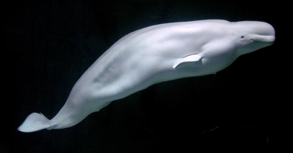 6 Fakta Beluga, Paus Ramah yang Terancam Punah