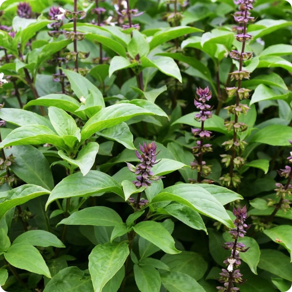 8 Herbal yang Bikin Panjang Umur, Terbukti Mujarab