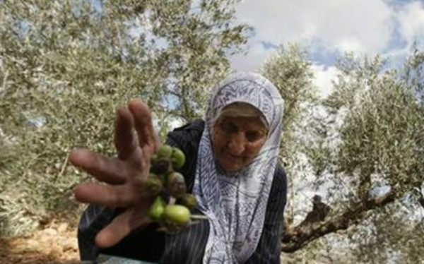 4 Buah dan Sayuran yang Jadi Simbol Perjuangan Palestina, Bukan Hanya Semangka
