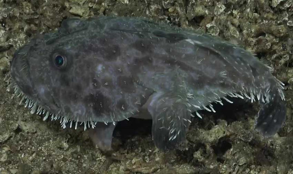 Bak Alien, Ikan Berwajah Hantu Ini Gunakan Sirip untuk Berjalan di Dasar Samudra