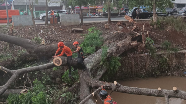 Hujan Disertai Angin Kencang, Pohon Tumbang Timpa Mobil di Jalan Raya Bogor-Jakarta