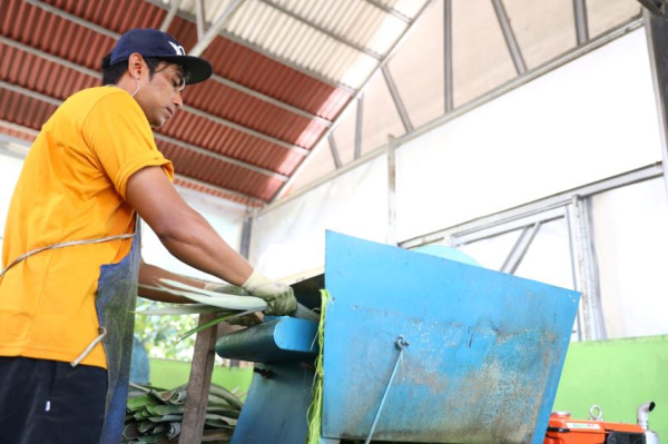 Program Pesona Subang, Ubah Limbah Daun Nanas Jadi Serat Kain Bernilai Tinggi