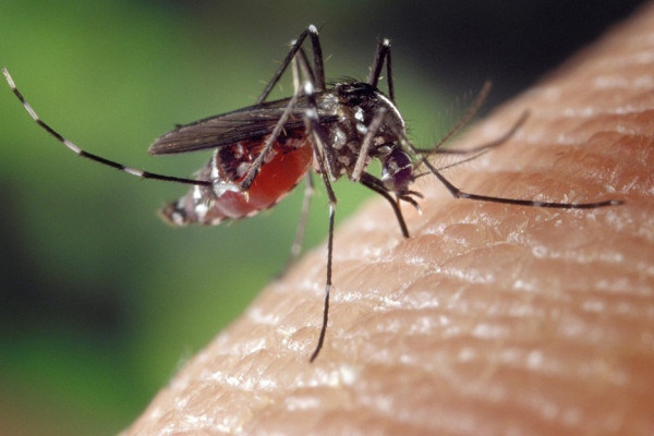5 Hewan yang Sering Muncul di Musim Hujan, Waspada Nomor 1