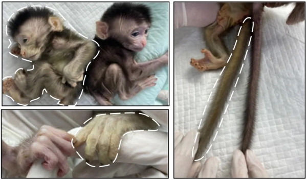 Ilmuwan China Ciptakan Monyet Chimera dengan Mata Hijau dan Jari Bersinar