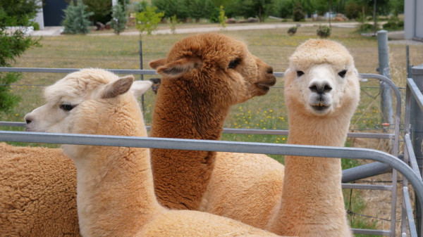 11 Fakta Unik Alpaca, Hewan yang Menggemaskan dan Lucu