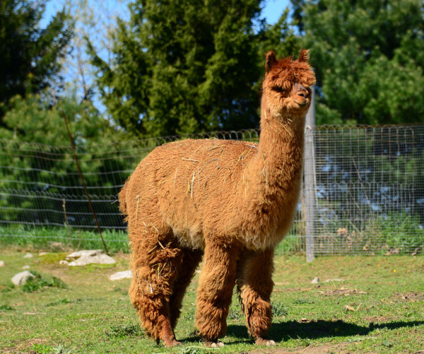11 Fakta Unik Alpaca, Hewan yang Menggemaskan dan Lucu