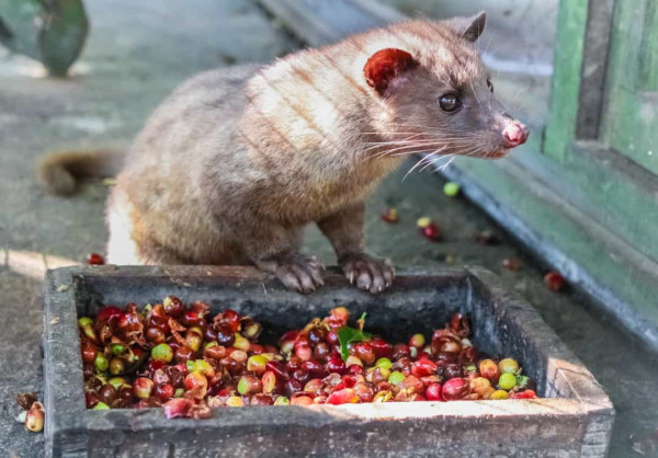 10 Makanan Termahal di Dunia, Nomor 7 Tembus Rp47 Miliar