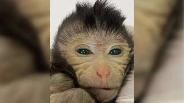 Ilmuwan China Ciptakan Monyet Chimera dengan Mata Hijau dan Jari Bersinar