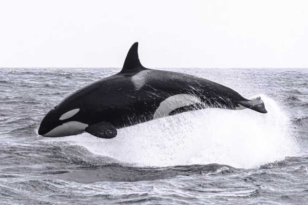 5 Fakta Orca, Cerdas Kembangkan Berbagai Teknik Berburu