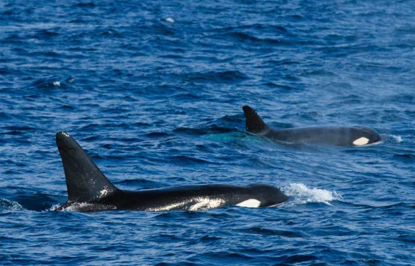 5 Fakta Orca, Cerdas Kembangkan Berbagai Teknik Berburu