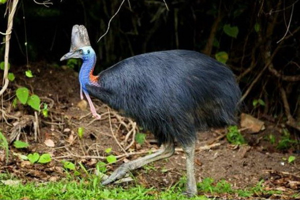 6 Burung Berbahaya di Dunia, Nomor 1 Ada di Indonesia