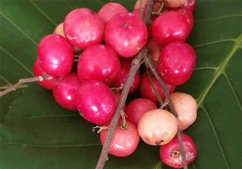 5 Buah dengan Tampilan Tak Biasa, Hanya Tumbuh di Indonesia