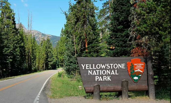 Kasus Pertama Penyakit Zombie Menyerang Rusa di Yellowstone, Disebabkan Virus Otak Mematikan