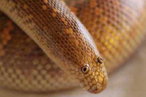Ular Boa Arab, Punya Mata Unik untuk Berburu Mangsa di Gurun Pasir