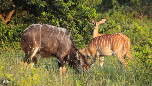 5 Fakta Unik Nyala, Antelop Afrika yang Alami Dimorfisme Seksual