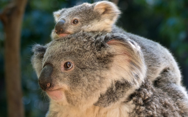 7 Fakta Menarik Koala, Ahli Panjat Pohon yang Menyimpan Banyak Kejutan
