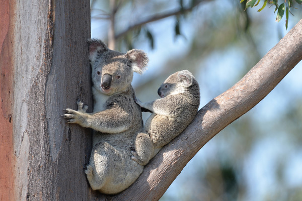7 Fakta Menarik Koala, Ahli Panjat Pohon yang Menyimpan Banyak Kejutan