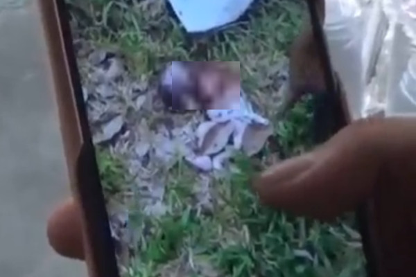 Jasad Bayi Dimakan Anjing Bikin Gempar Warga Lampung Selatan