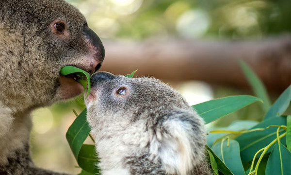 7 Fakta Menarik Koala, Ahli Panjat Pohon yang Menyimpan Banyak Kejutan