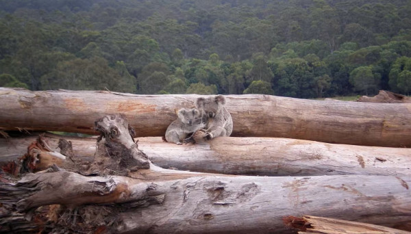 7 Fakta Menarik Koala, Ahli Panjat Pohon yang Menyimpan Banyak Kejutan