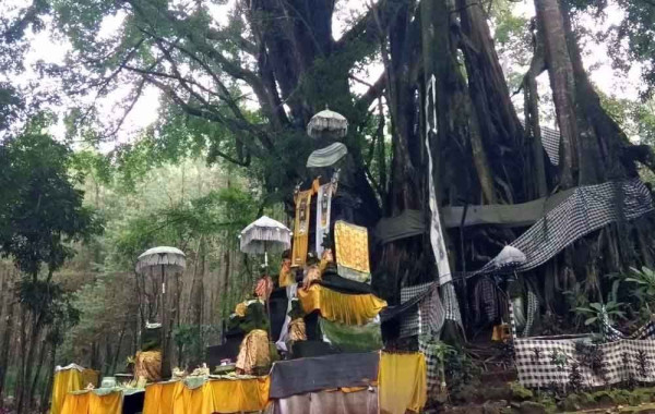 Beji Antaboga, Hutan 6 Agama di Banyuwangi yang Cocok untuk Cari Ketenangan