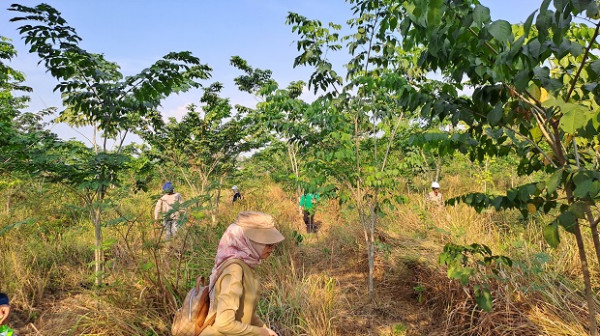 PT Bukit Asam Sukses Pulihkan Daerah Aliran Sungai 234 Ha di Muara Enim