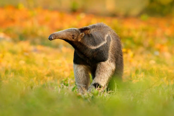 7 Fakta Menarik Anteater, Pemakan Semut yang Tidak Punya Gigi
