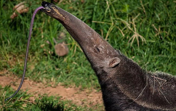 7 Fakta Menarik Anteater, Pemakan Semut yang Tidak Punya Gigi