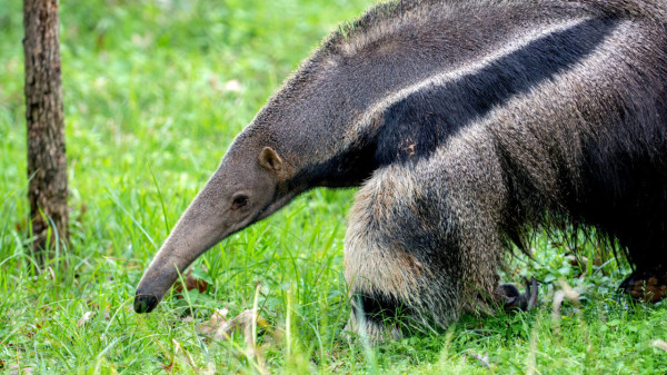 7 Fakta Menarik Anteater, Pemakan Semut yang Tidak Punya Gigi