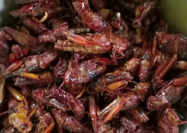 6 Makanan Khas Indonesia Terbuat dari Serangga, Berani Mencobanya?