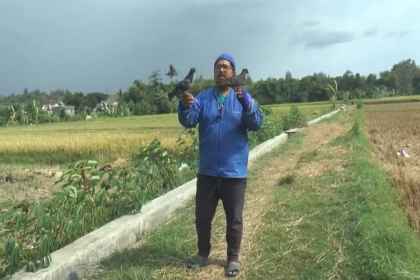 Merpati Free Fly Gantikan Drone, Rekam Keindahan Pemandangan dari Ketinggian