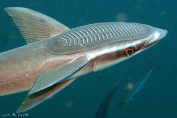 7 Fakta Unik Remora, Ikan yang Selalu Menempel Erat dengan Hiu