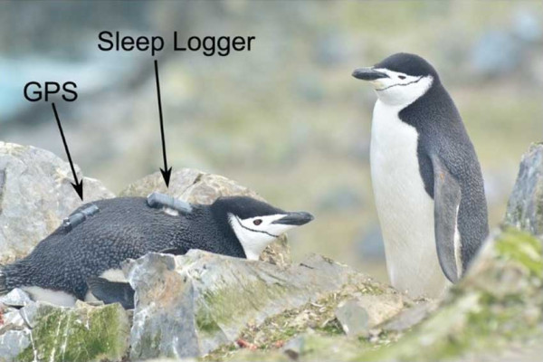 Ini Penyebab Penguin Tidur Lebih dari 10.000 Kali Setiap Hari