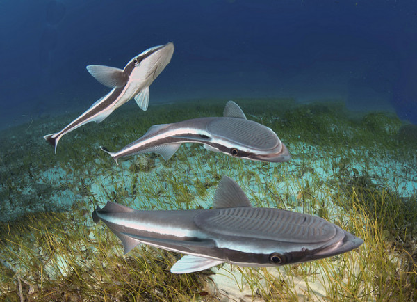 7 Fakta Unik Remora, Ikan yang Selalu Menempel Erat dengan Hiu