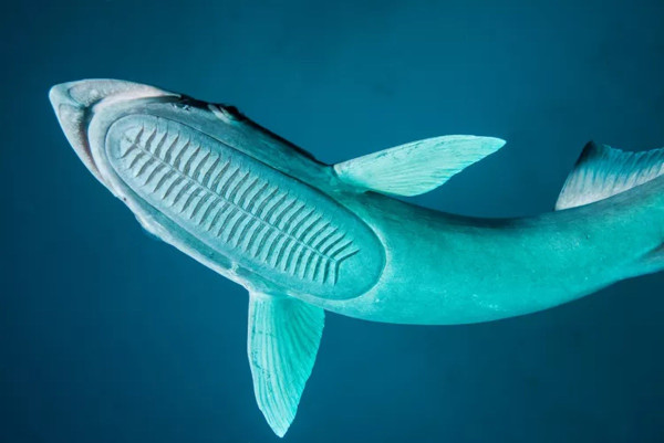 7 Fakta Unik Remora, Ikan yang Selalu Menempel Erat dengan Hiu